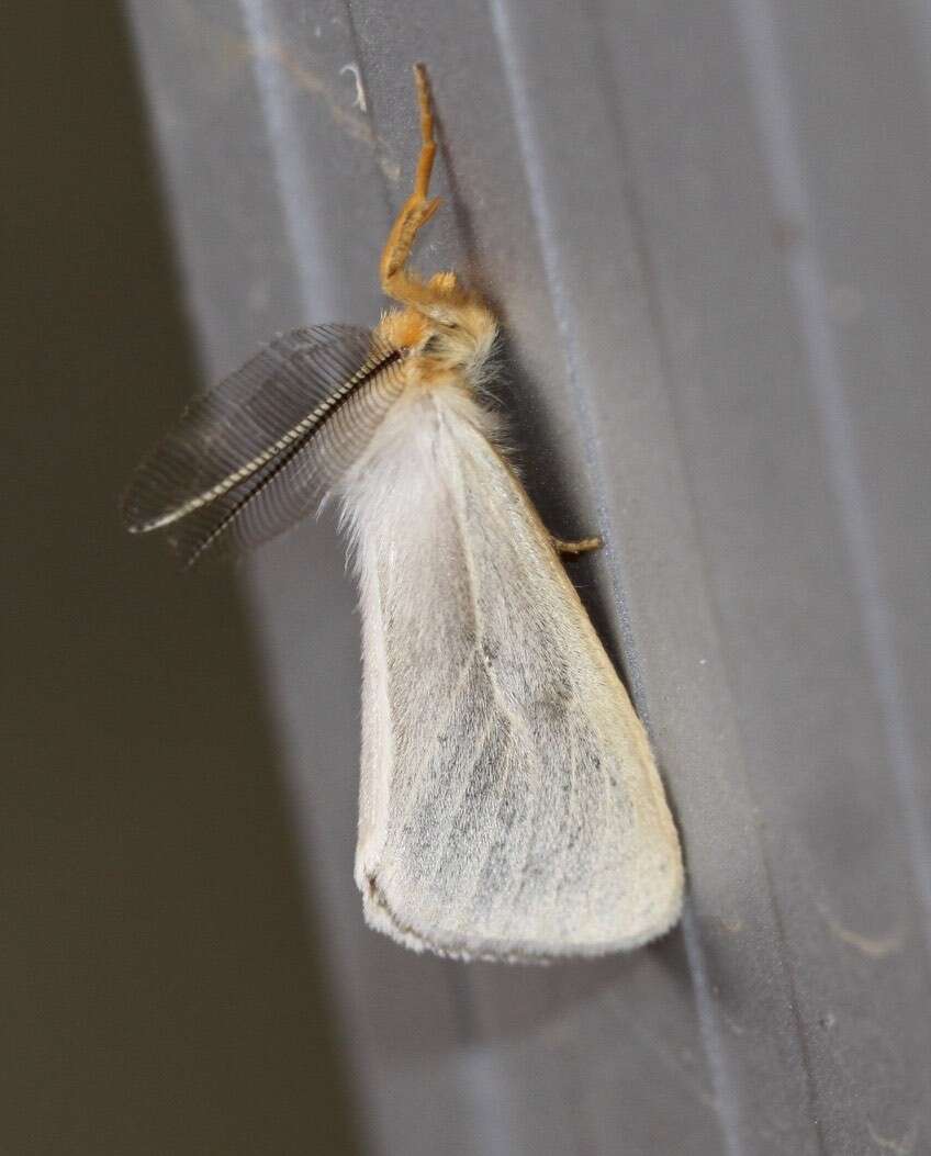 Image de Laelia obsoleta Fabricius 1793