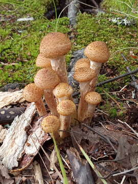 Image of Armillaria borealis Marxm. & Korhonen 1982