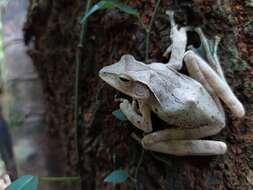 Image de Polypedates occidentalis Das & Dutta 2006