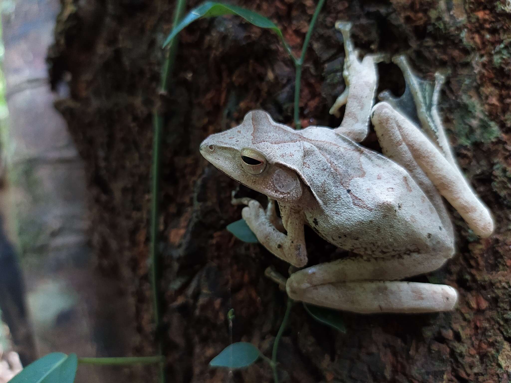 Imagem de Polypedates occidentalis Das & Dutta 2006