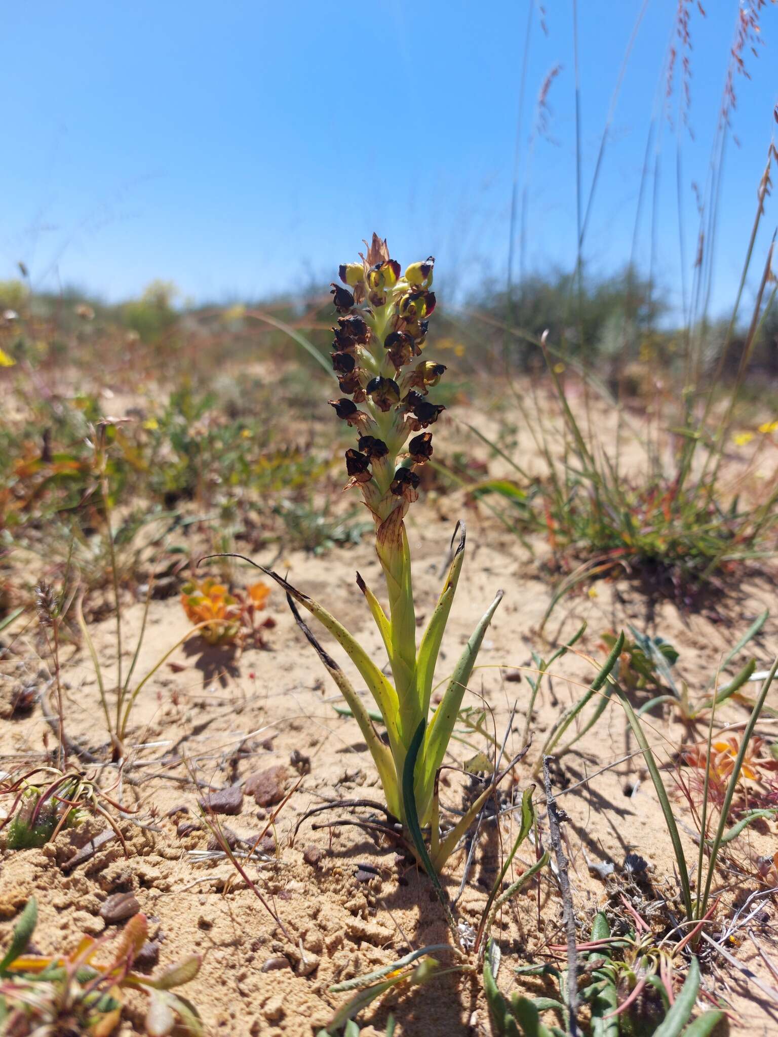 Image of Corycium ingeanum E. G. H. Oliv.