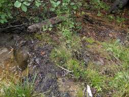 Image of rough bentgrass