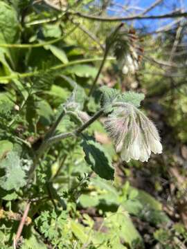 Image of Symphytum davisii subsp. naxicola (Pawl.) W. T. Stearn