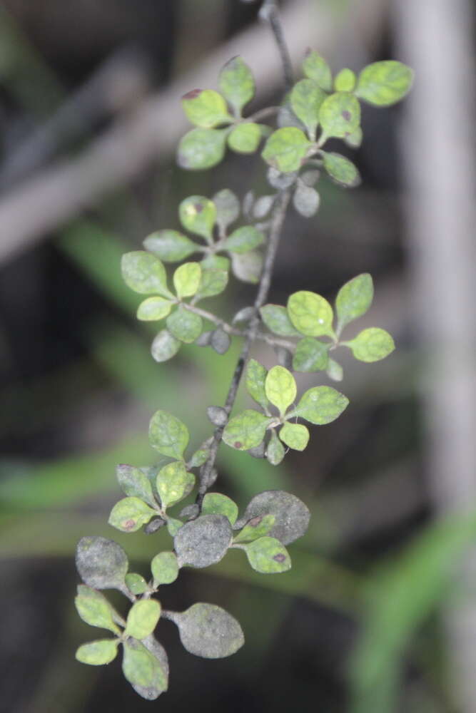 Image of Coprosma tenuicaulis Hook. fil.