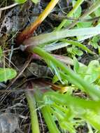 Eryngium petiolatum Hook. resmi