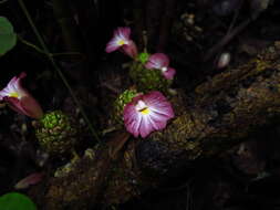 Image of Costus maboumiensis Pellegr.