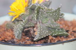 Image of Faucaria tuberculosa (Rolfe) Schwant.