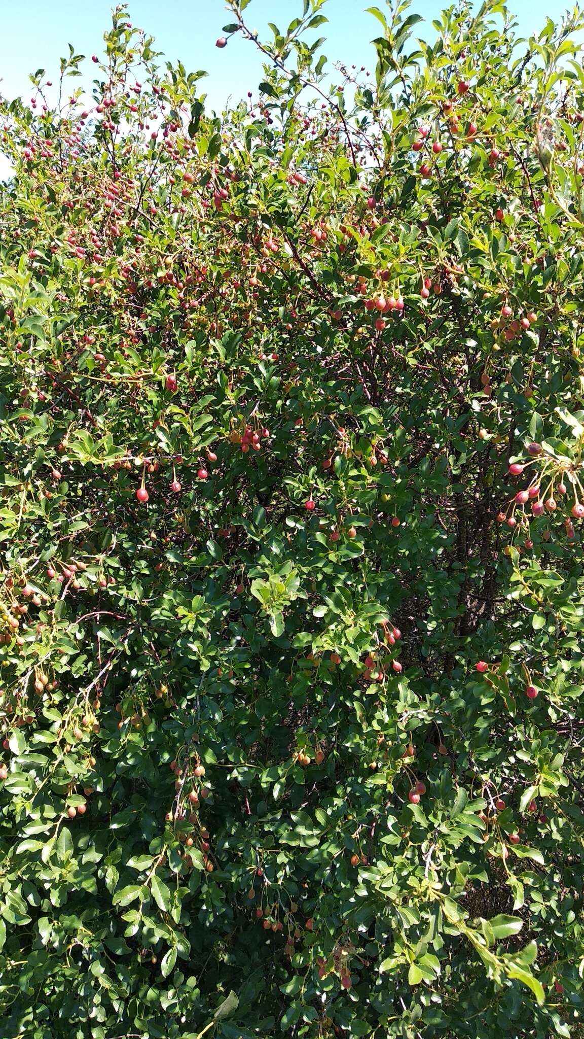 Imagem de Prunus fruticosa Pall.