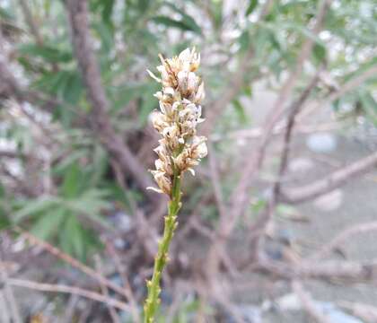 Image of Myricaria bracteata Royle