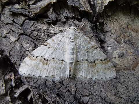 Image of Venusia cambrica Curtis 1839