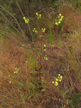 Image of Calceolaria glandulosa Poepp. ex Benth.