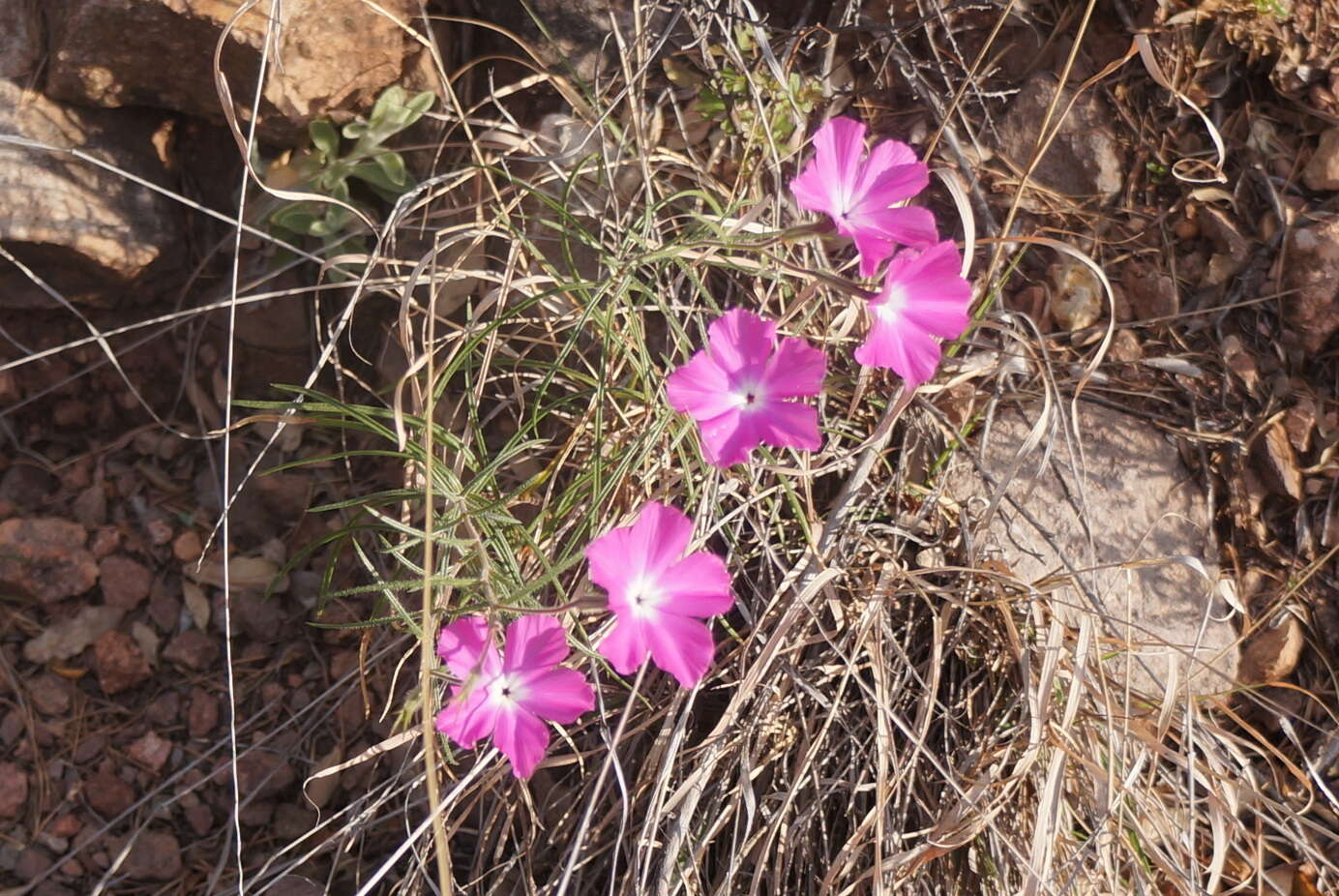 Imagem de Phlox nana Nutt.