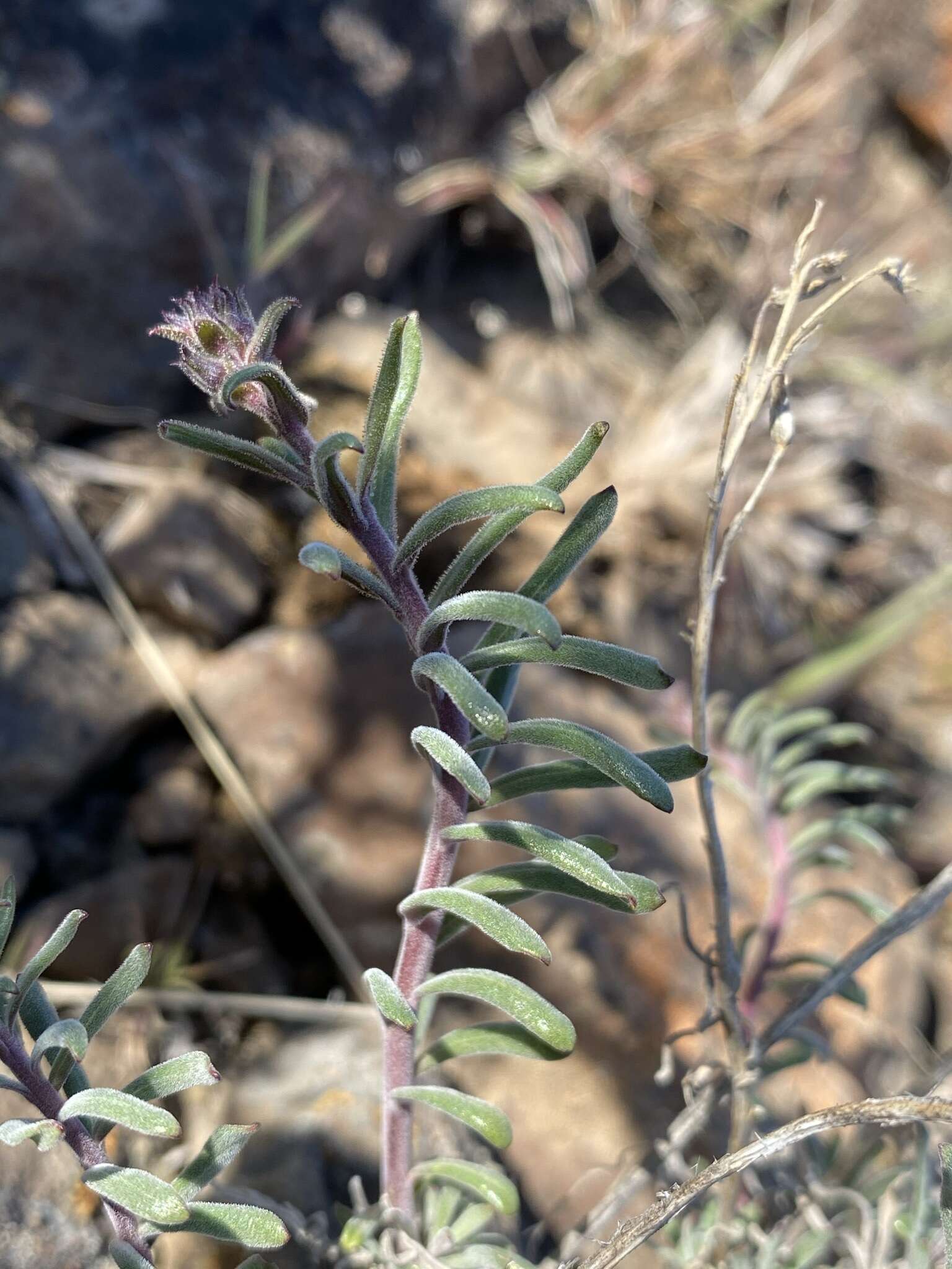 Image of Gairdner's beardtongue