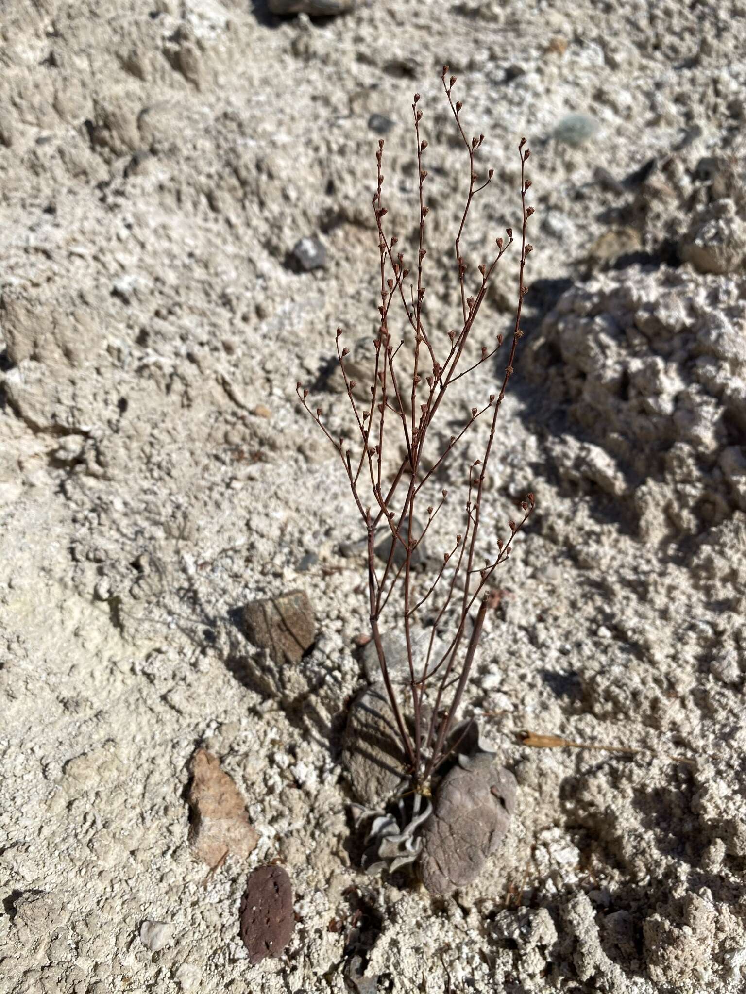 Image of Eriogonum exaltatum M. E. Jones