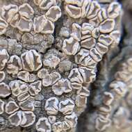 Imagem de Lecanora subpallens