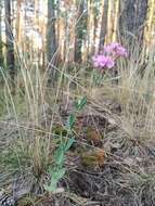 Atocion armeria var. lituanicum (Zapal.) Niketic & Stevan. resmi