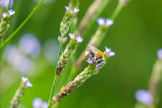 Image of Tepanec Long-horned Bee