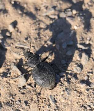 Слика од Callisthenes (Callistenia) luxatus (Say 1823)