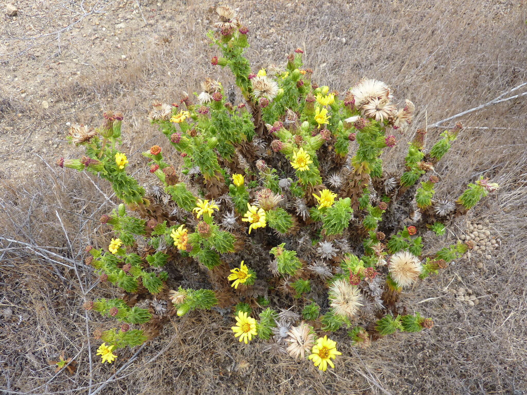 Image of Haplopappus foliosus DC.