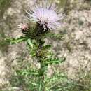 Plancia ëd Cirsium pulcherrimum (Rydb.) K. Schum.