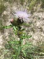 Sivun Cirsium pulcherrimum (Rydb.) K. Schum. kuva