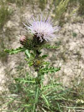 Imagem de Cirsium pulcherrimum (Rydb.) K. Schum.