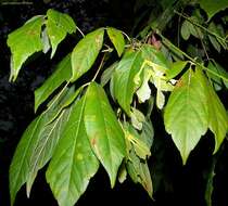 Image of Box Elder