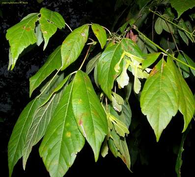 Image of Box Elder