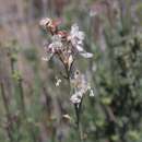 Image of pallid larkspur