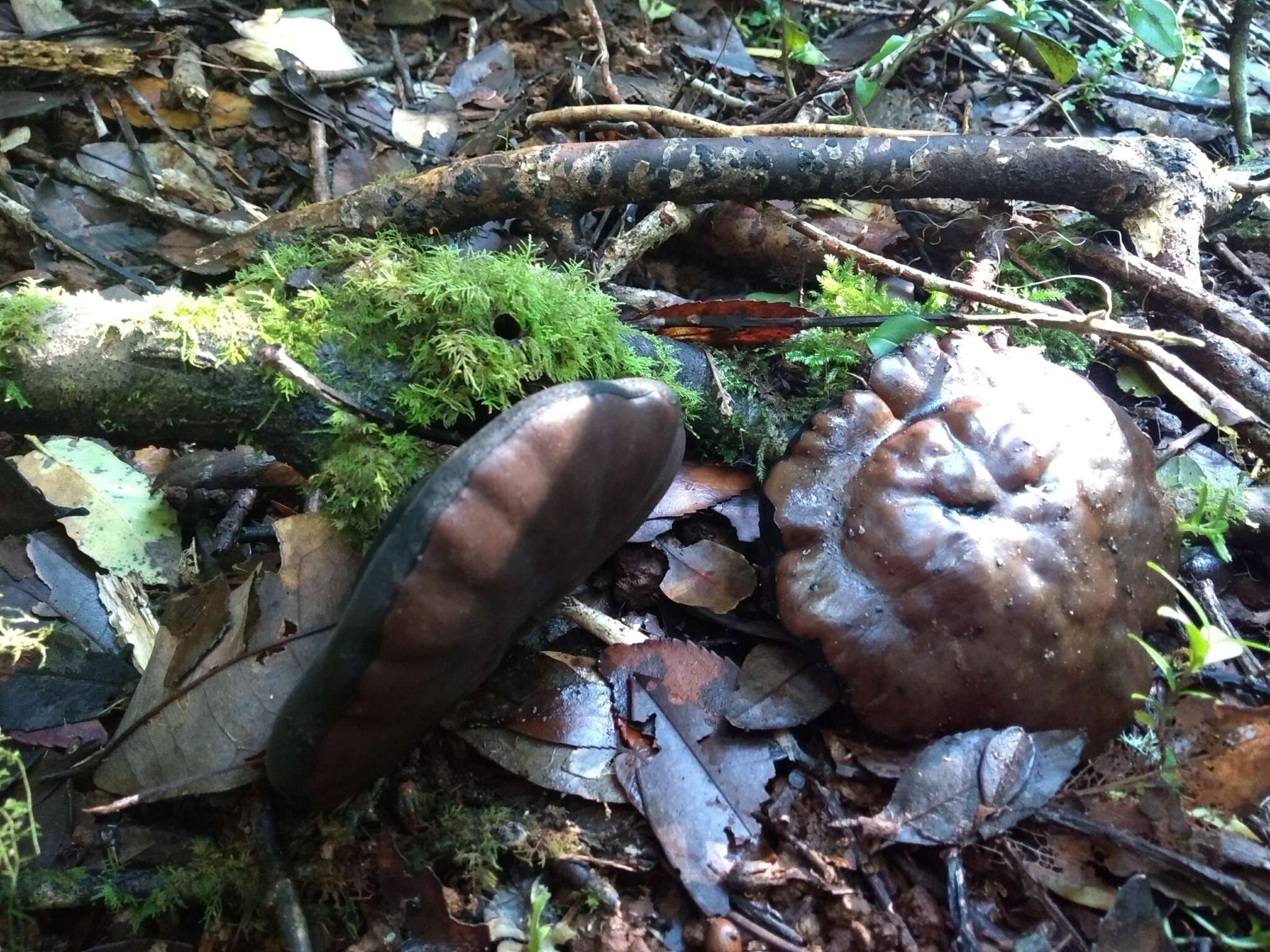 Imagem de Plectania chilensis (Mont.) Gamundí 1971