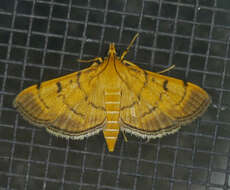 Image of Bean-leaf Webworm Moth