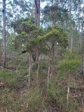 Image of Melaleuca sieberi Schauer