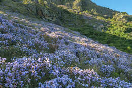 Strobilanthes kunthianus (Wall. ex Nees) T. Anders. ex Benth. resmi