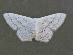 صورة Idaea tacturata (Walker 1861)