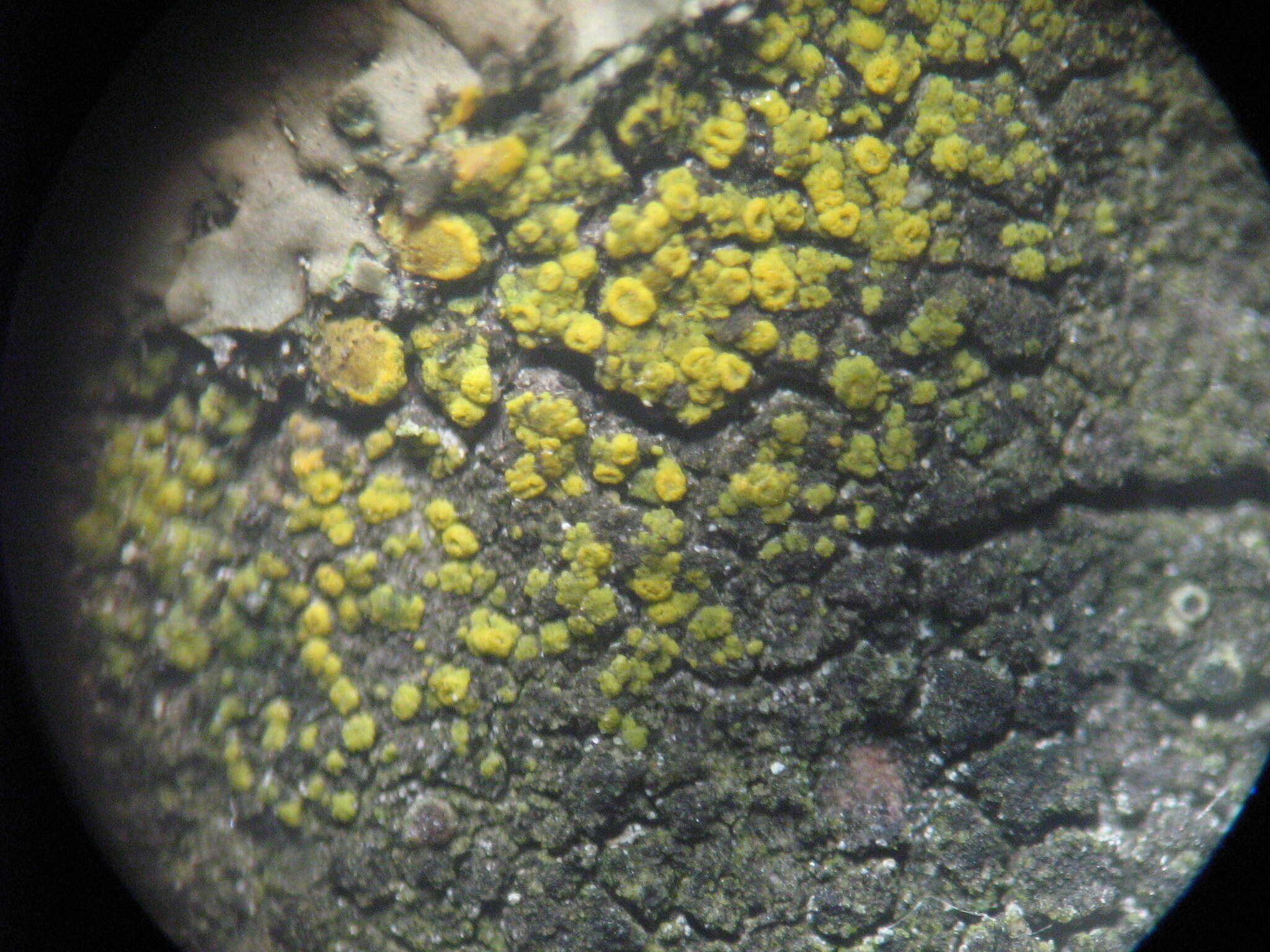 Image of eggyolk lichen