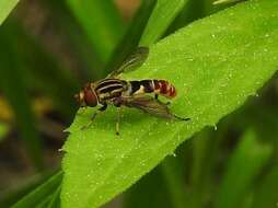 Image of Anasimyia chrysostomus (Wiedemann 1830)