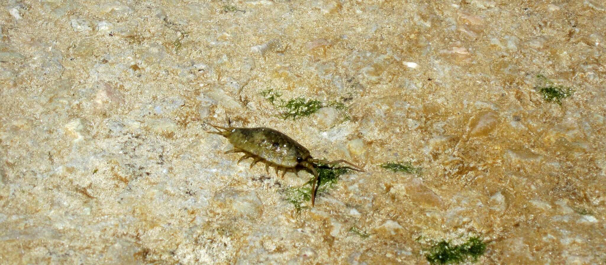 Ligia oceanica (Linnaeus 1767) resmi