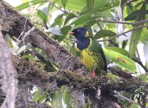 Image of Band-tailed Fruiteater