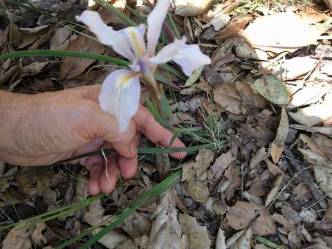 صورة Iris fernaldii R. C. Foster