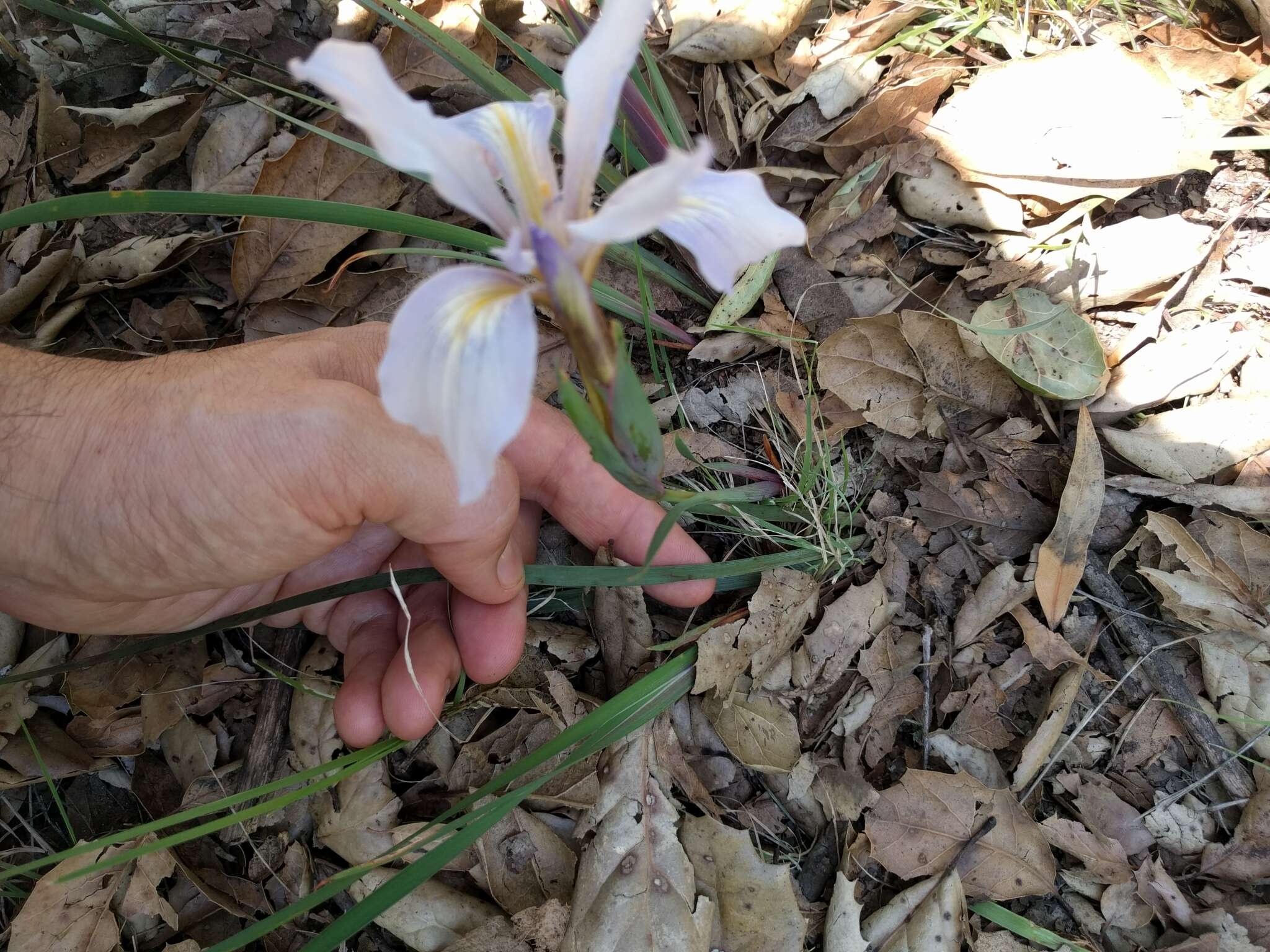 Image of Fernald's iris