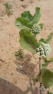 Imagem de Asclepias arenaria Torr.