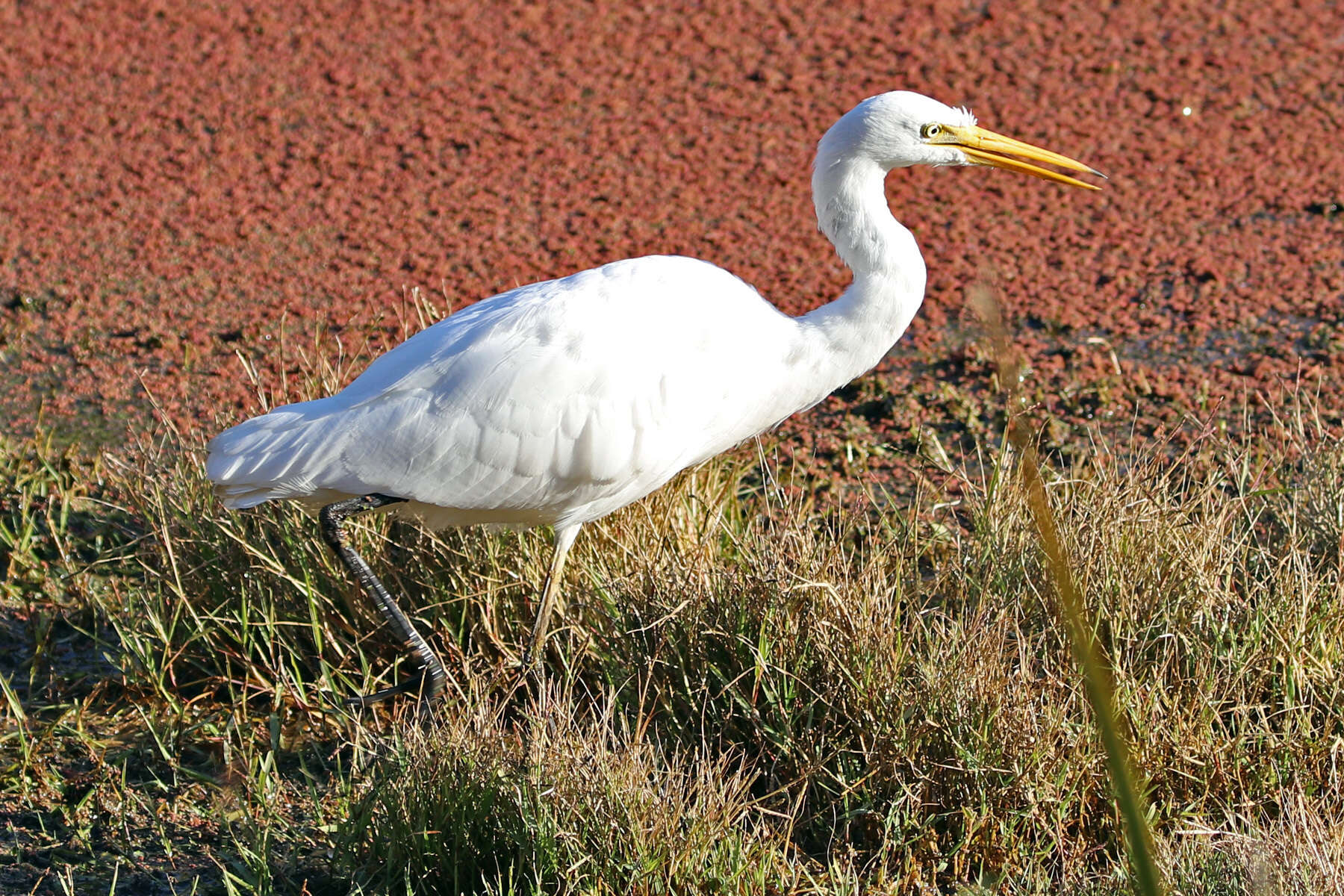 Image of Ardea intermedia plumifera (Gould 1848)