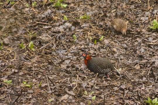 Tragopan melanocephalus (Gray & JE 1829) resmi