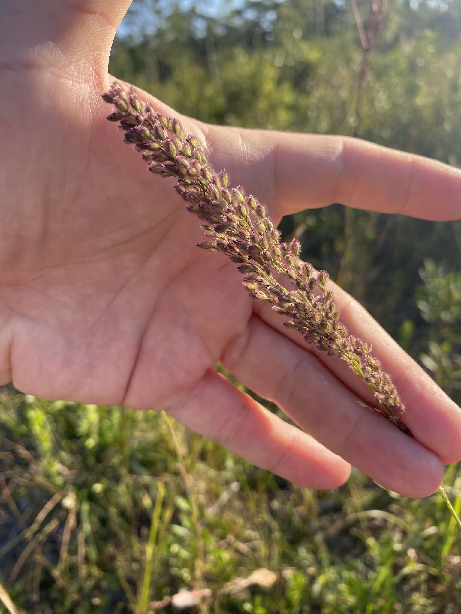 Image de <i>Anthenantia rufa</i>