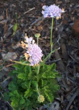 صورة Scabiosa incisa Mill.