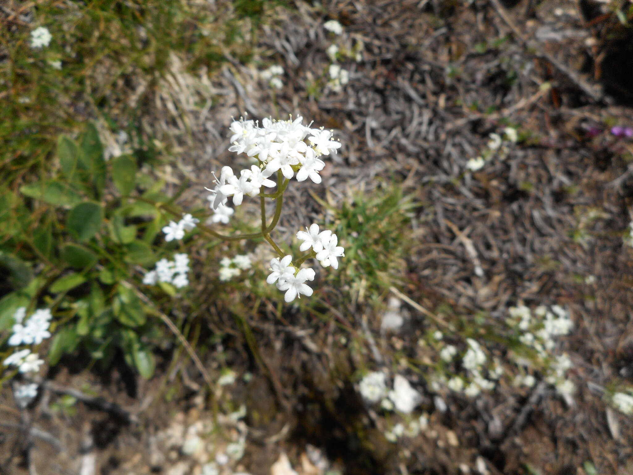 Image of Alpine Valerian