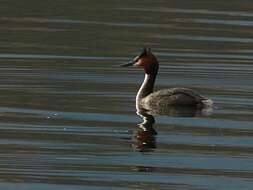 Image of Great Crested Grebe