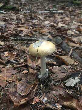 Image of Amanita sinicoflava Tulloss 1988