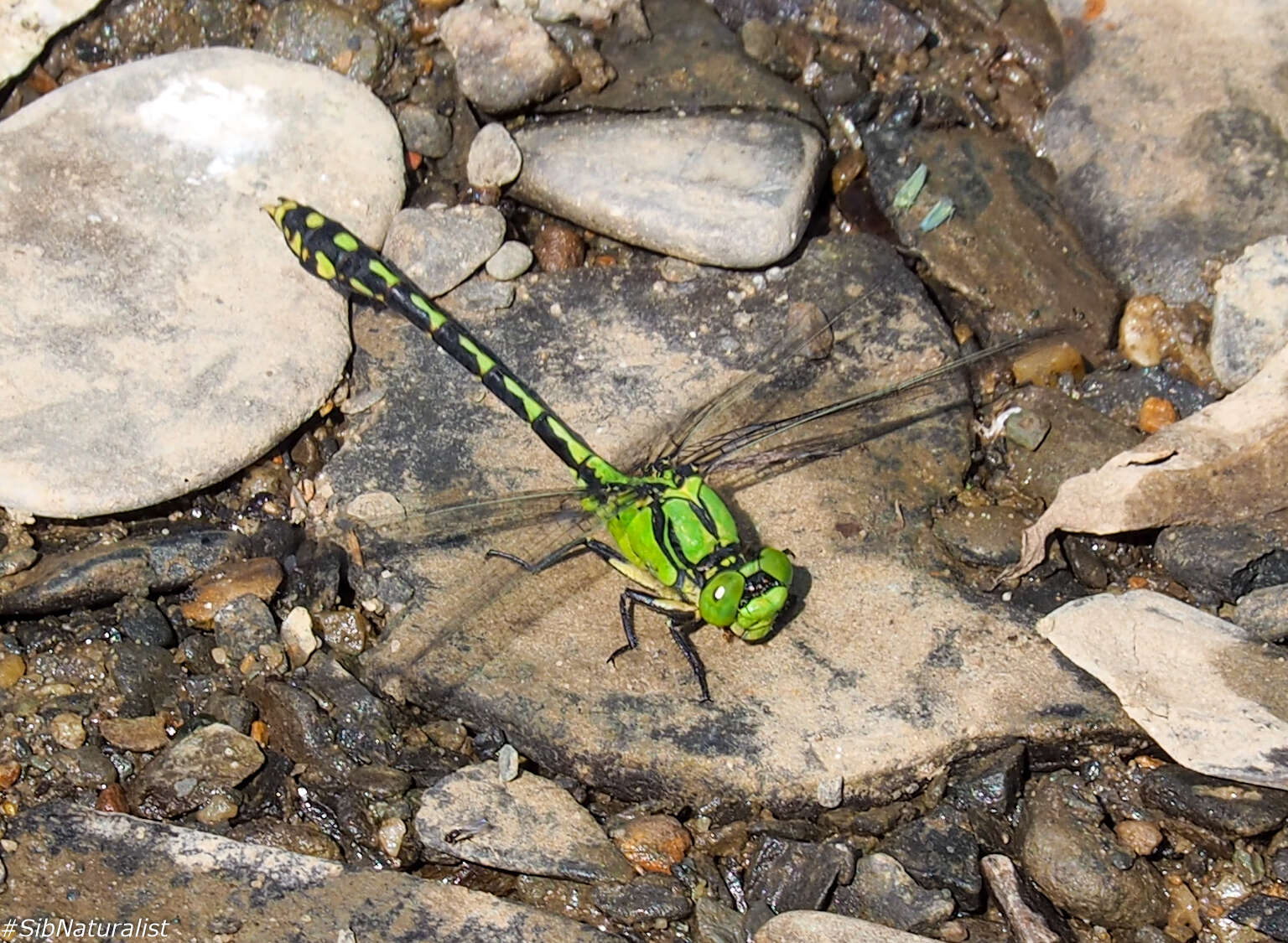 Imagem de Ophiogomphus obscurus Bartenev 1909