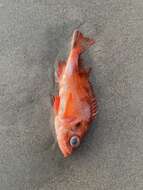 Image of Redfish